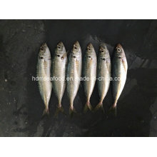 New Land Fish Frozen Round Scad